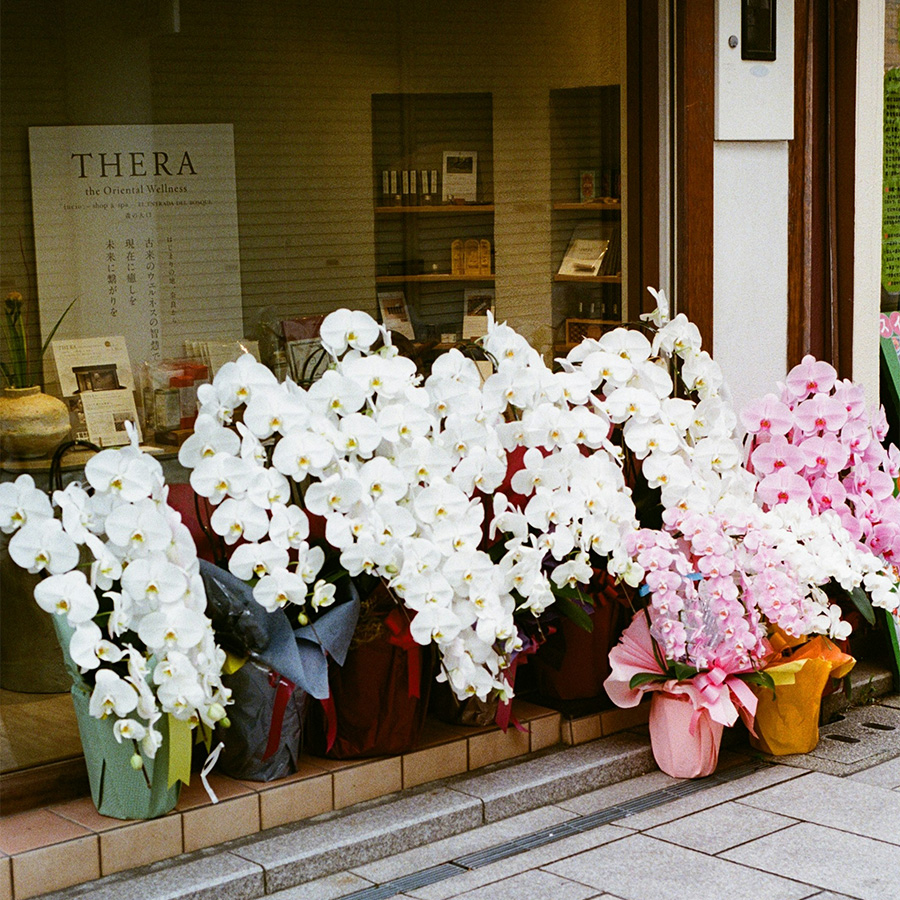 ピンクの花びらを背景にした美容液の画像